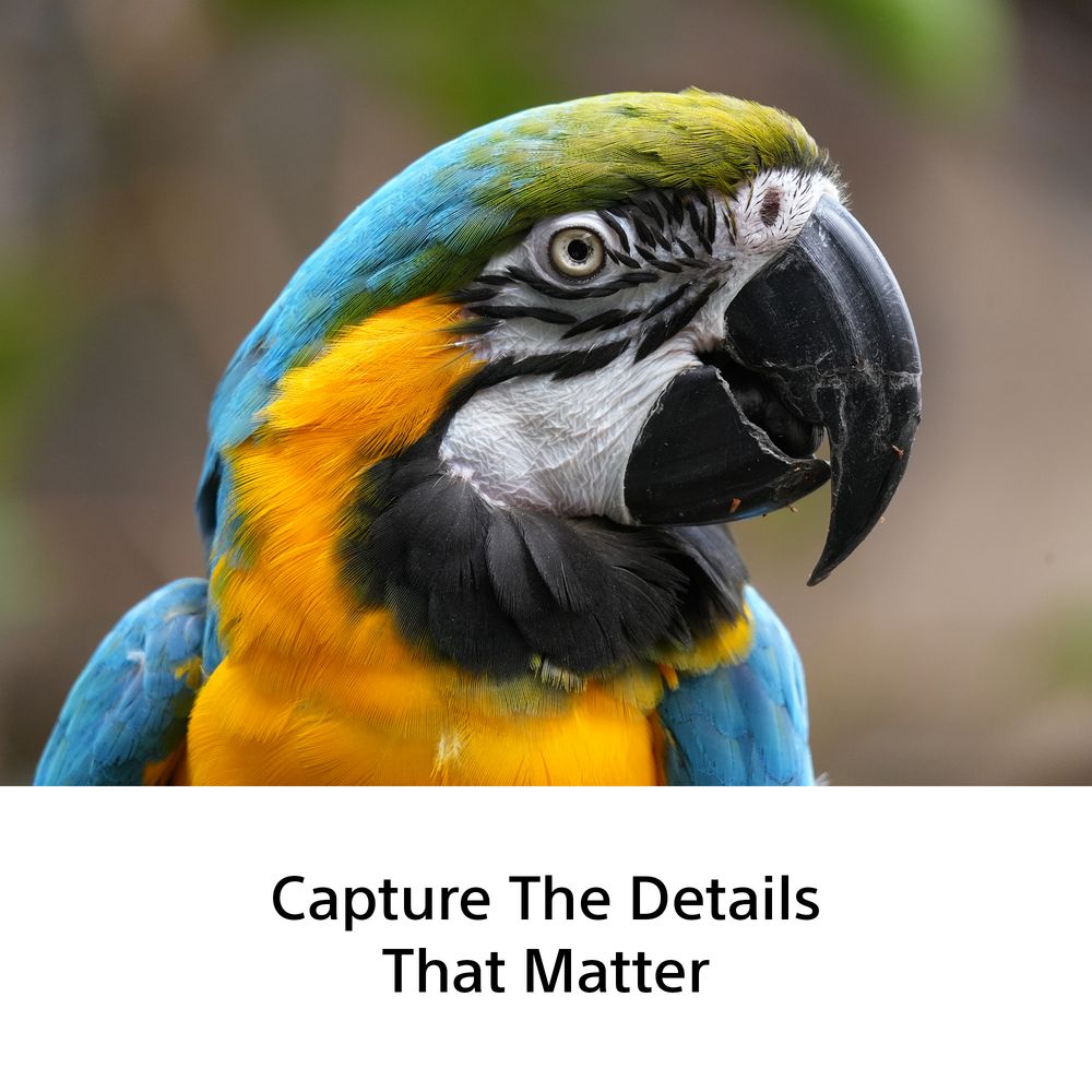 Sony FE 100-400mm f/5.6-8 OSS